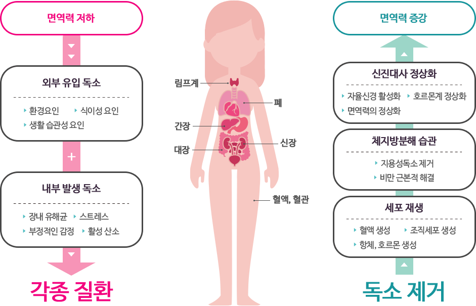 면역력이 저하하면 각종 독소 유입+발생으로 각종 질환에! 독소를 제거하면 신진대사 정상화+체지방분해습관+세포 재생으로 면역력 증강!